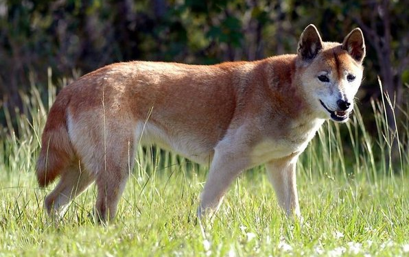 Dingo - Wikipedia