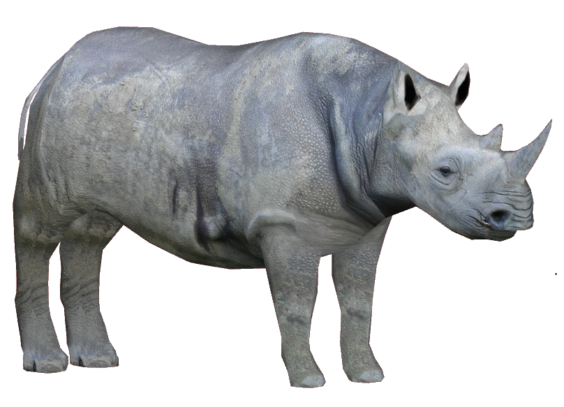 Californian black rhino (Ultra-Pleistocene) | Speculative Evolution ...