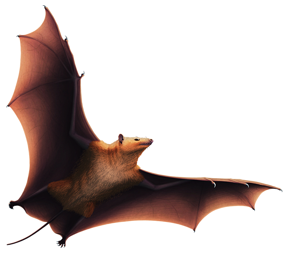 Bat, Hytale Wiki, FANDOM powered by Wikia