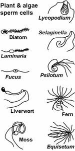 Spermatozoa of various plant and algae species.