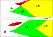 Sex (above) creates new genotypes faster than asexual mutations (below).