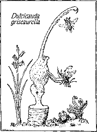 Dulcicauda