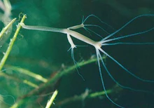 Gemmation in Hydra oligactis, a freshwater cnidarian.