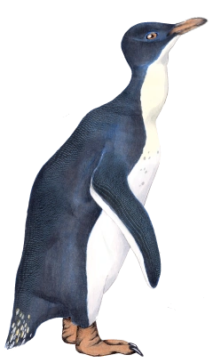 Short-billed penguin (Liera) | Speculative Evolution Wiki | Fandom