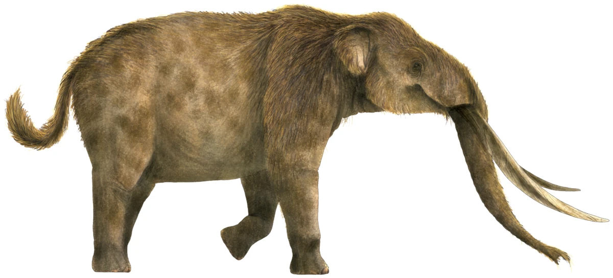 Twistedtoothed elephant (Liera) Speculative Evolution Wiki Fandom
