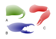 Three types of chelicerae: jackknife (A), scissor (B), three-segmented chela