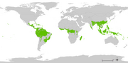 800px-tropical wet forests