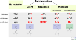 Mutations