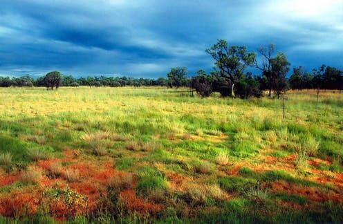 Grassland (New Evolution Wiki | Fandom