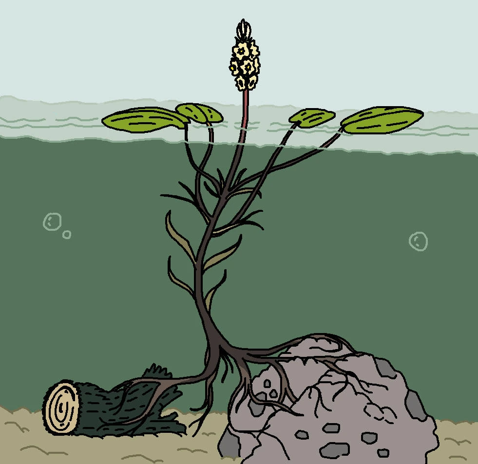 CategoryPlants Speculative Evolution Wiki Fandom