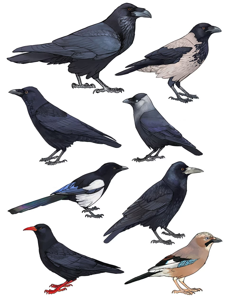 Rook, crow, raven or jackdaw? - Bird Aware Solent