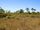 Amazon grasslands