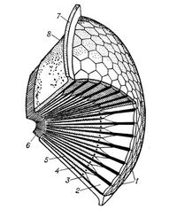 Compound eye