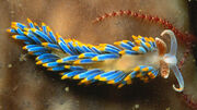 Berghia coerulescens, a nudibranch, displays aposematic coloration