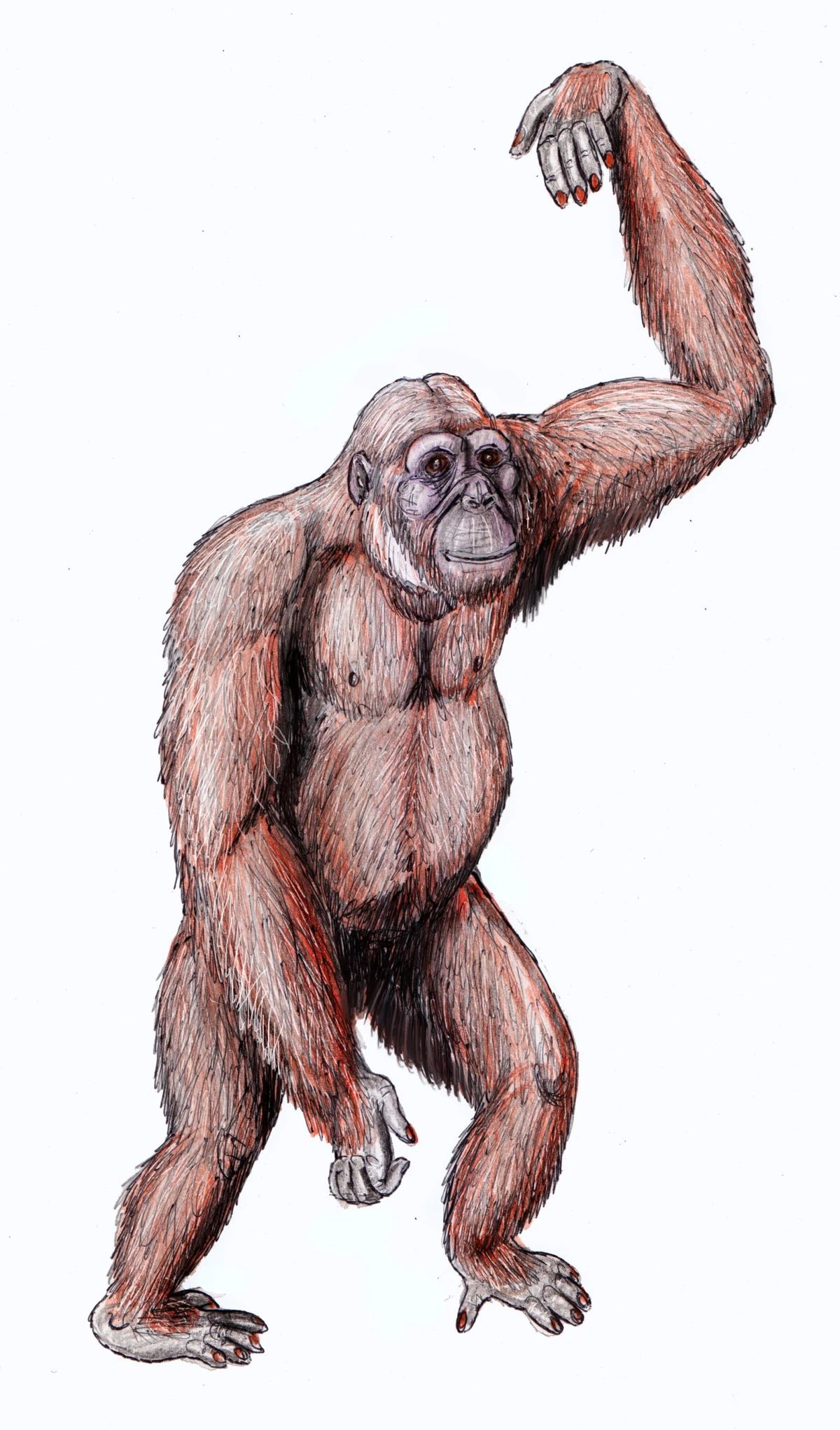 Dryopithecus Species classifaction 2 The Sequel Wiki Fandom