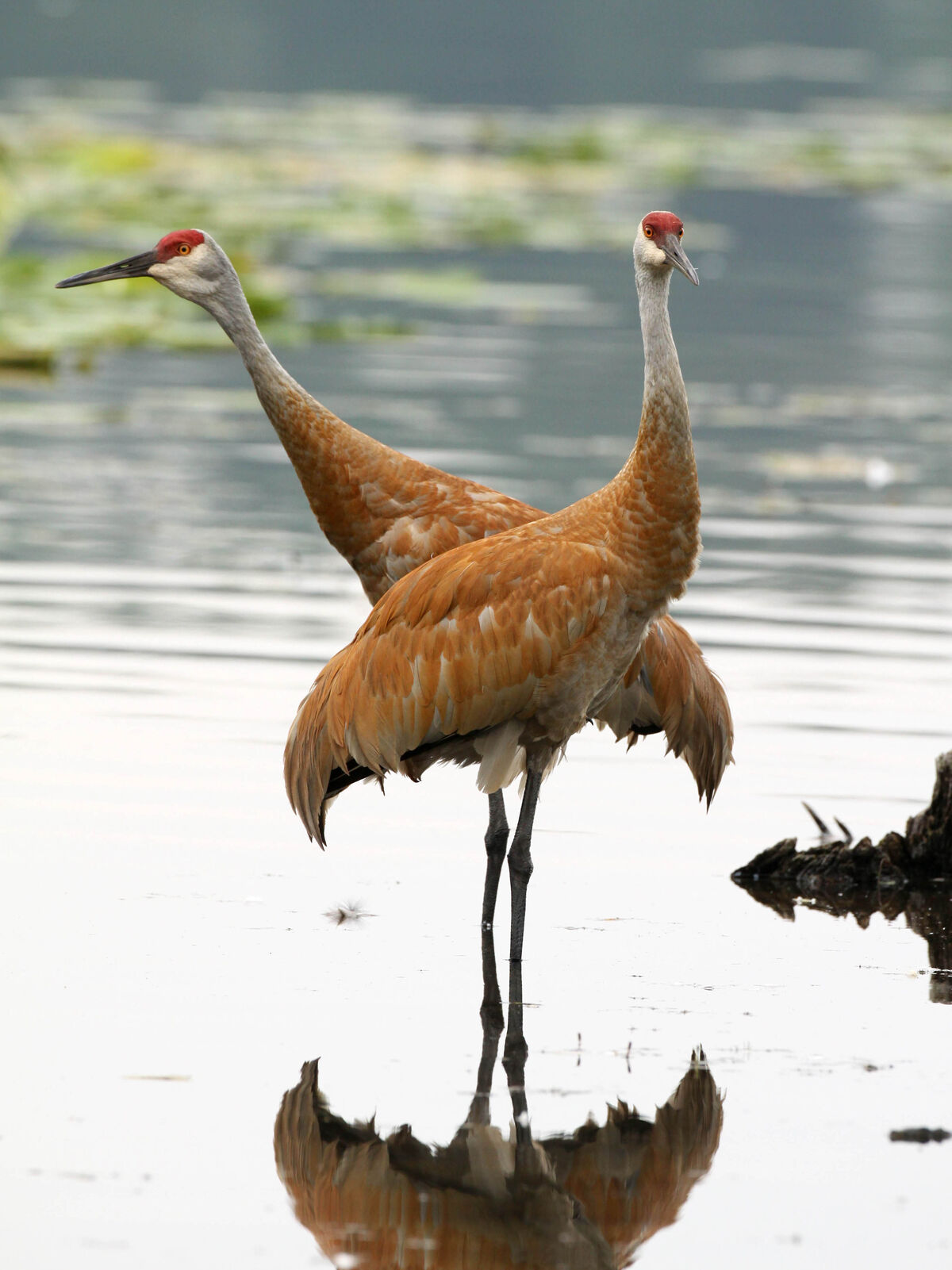 Sandhill Crane Species Classifaction Wiki Fandom   1200