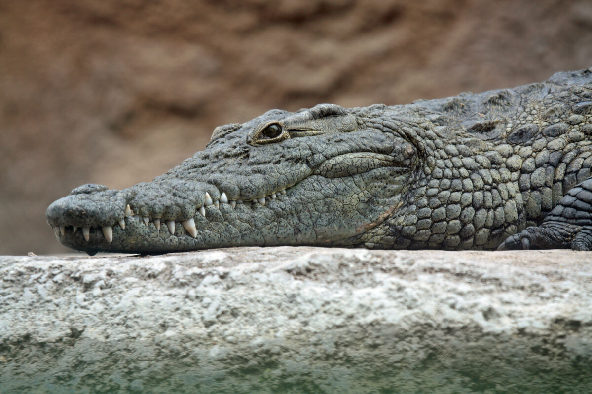 Nile Crocodile | Species classifaction Wiki | Fandom