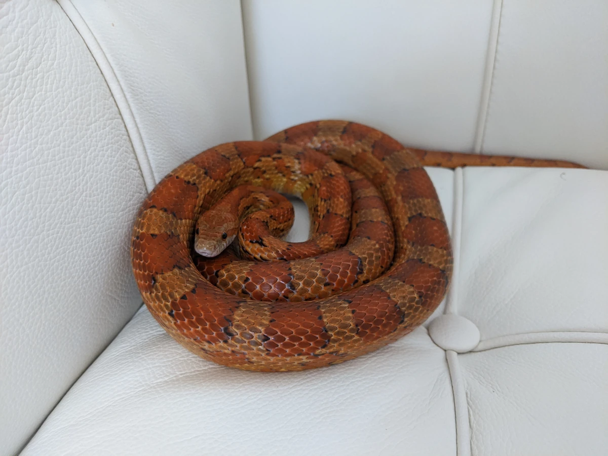 Corn Snake Species classifaction Wiki Fandom