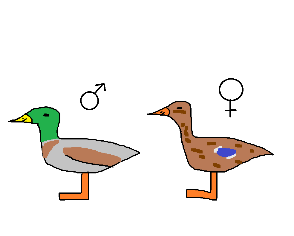 Mallard | Species Wiki | Fandom