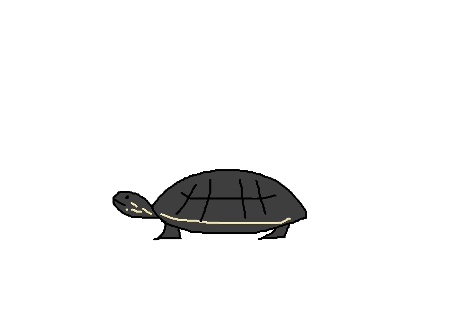 Painted Turtle Species Wiki Fandom