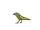 Atlantic Canary