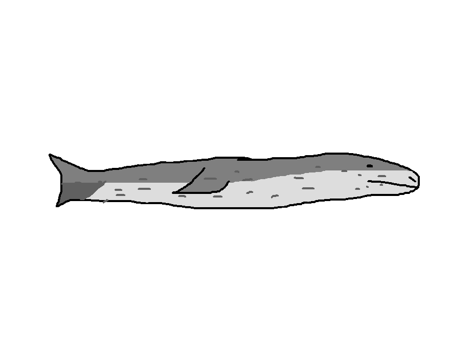 Leopard Seal | Species Wiki | Fandom