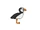 Atlantic Puffin