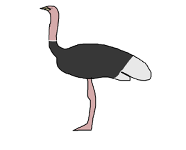 Common Ostrich