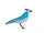 Blue Jay