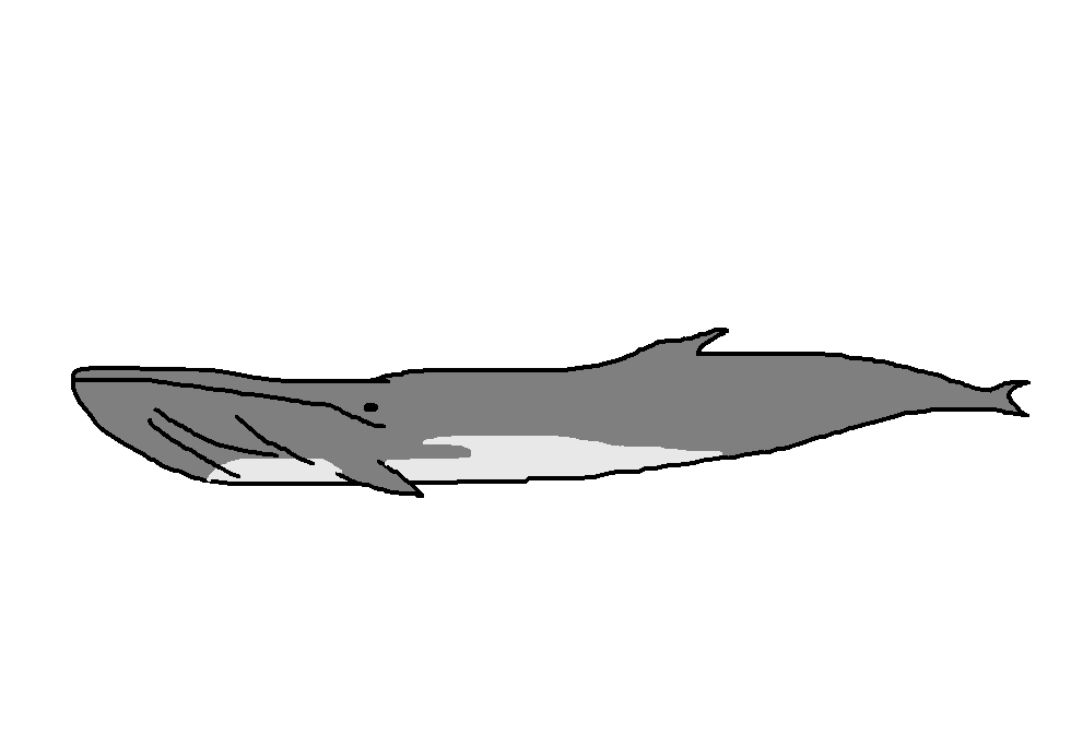 Fin Whale Species Wiki Fandom