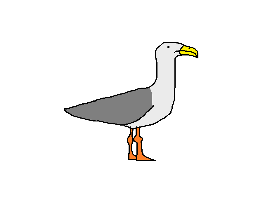 European Herring Gull Species Wiki Fandom