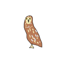 Short-eared Owl