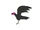 Turkey Vulture