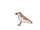 House Sparrow