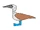 Blue-footed Booby