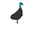 Southern Cassowary