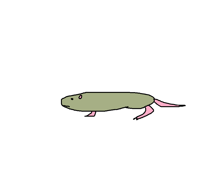 Botta's Pocket Gopher Species Wiki Fandom