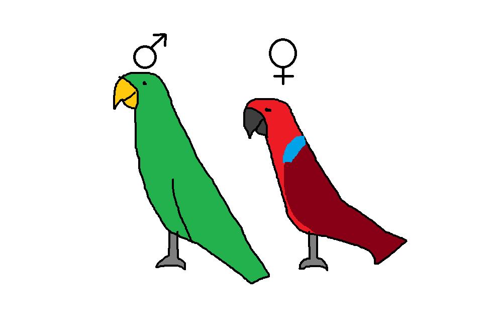 Eclectus Parrot | Species Wiki | Fandom