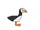 Horned Puffin