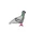 Rock Dove