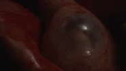 Sara's Birth.png (614 KB)