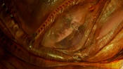Miranda Cocoon Face.png (1.67 MB)