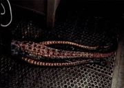 Species Collector Cards 34 Front