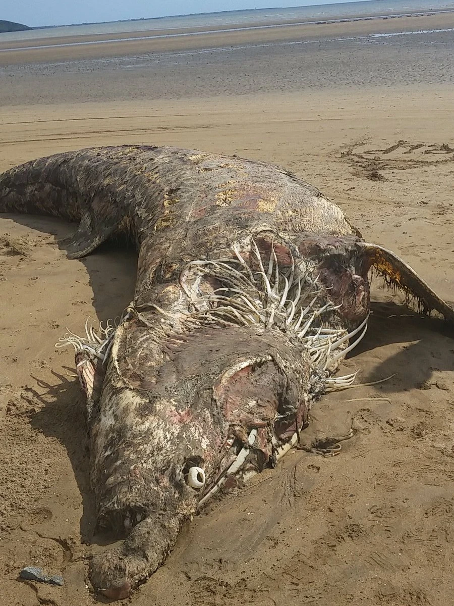 Specimen 7 Specimen Database Wiki Fandom