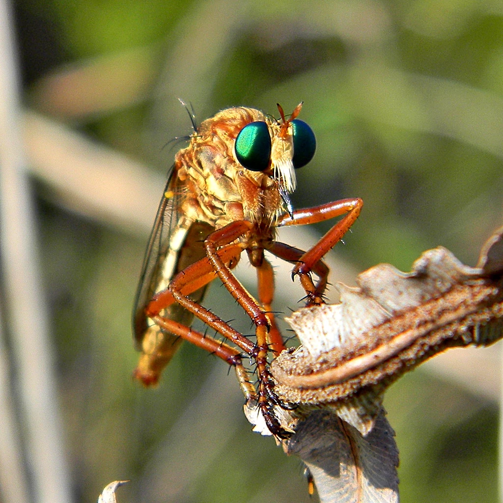 Specimen 16 Specimen Database Wiki Fandom