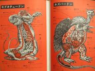Kaiju-Anatomy