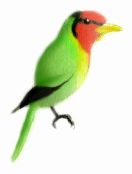 Red-faced sturdybill, Robustirhynchus rubicundis (Southern Papua, northeastern Australia)