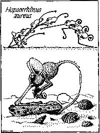 The Golden Snout Leaper.