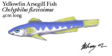 Gillfish
