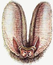 Purrip BAt